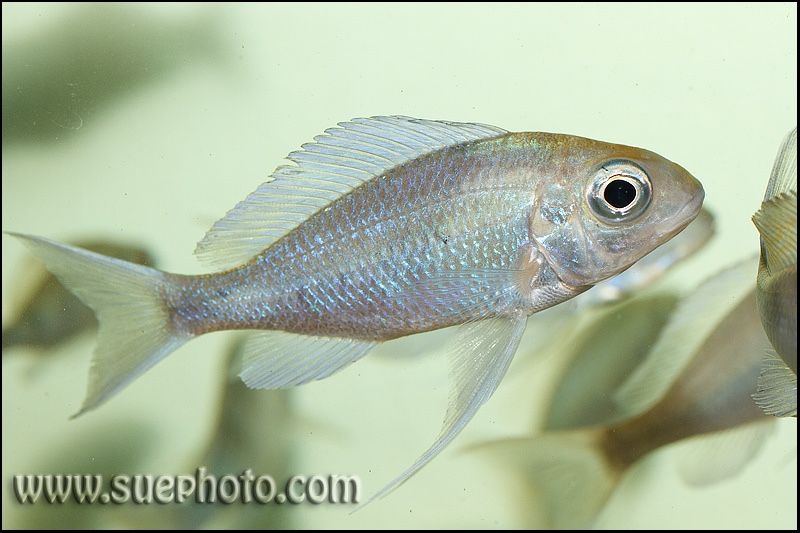 Ophthalmotilapia ventralis 'Kantalamba'